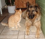 Hund und Katze